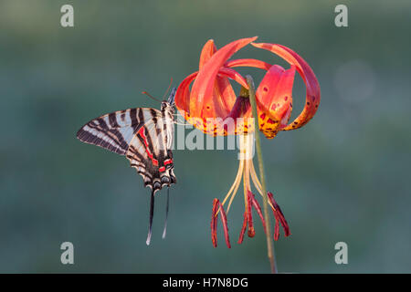 Zebra Schwalbenschwanz (Protographium Marcellus) Erwachsenen aussteigen auf Turk Kappe Lilie (Lilium Superbum) Blüte. Stockfoto