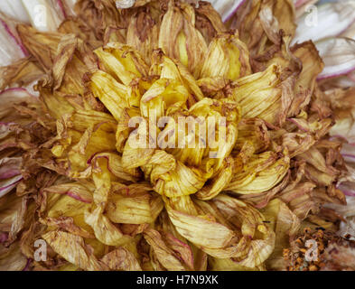 Alten Tote Blumen Nahaufnahme Makro Stockfoto