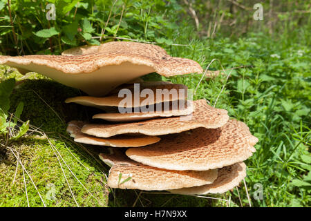 Halterung Regal Pilz wächst auf einem Baum Stockfoto