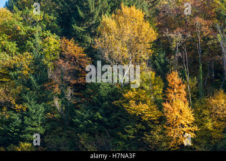Herbst farbige Laubmischwald, Divonne Les Bains, Auvergne-Rhône-Alpes, Frankreich Stockfoto