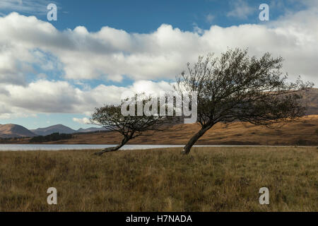 Zwei Bäume am Ufer des Loch Tulla, Schottland Stockfoto