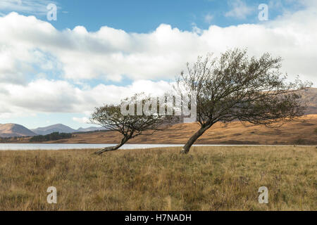 Zwei Bäume am Ufer des Loch Tulla, Schottland Stockfoto