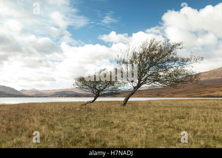 Zwei Bäume am Ufer des Loch Tulla, Schottland Stockfoto