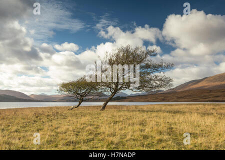 Zwei Bäume am Ufer des Loch Tulla, Schottland Stockfoto