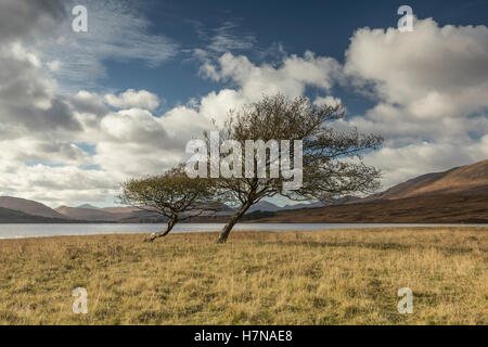 Zwei Bäume am Ufer des Loch Tulla, Schottland Stockfoto