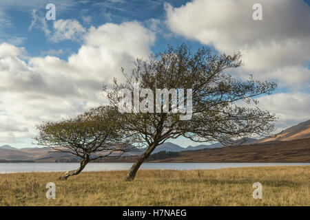 Zwei Bäume am Ufer des Loch Tulla, Schottland Stockfoto