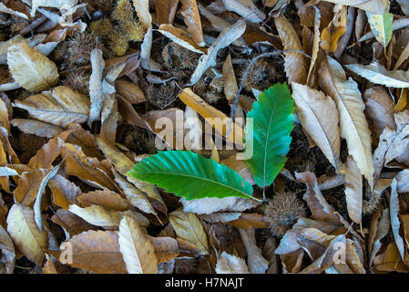 Frisch und verwelkte Edelkastanie (Castanea Sativa) verlässt, Closeup, Divonne Les Bains, Auvergne-Rhône-Alpes, Frankreich Stockfoto