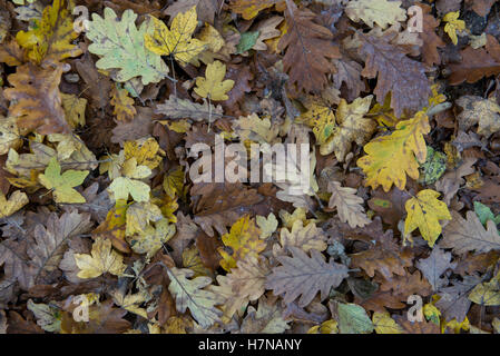 Herbst farbige Eichenlaub (Quercus), Divonne Les Bains, Auvergne-Rhône-Alpes, Frankreich Stockfoto