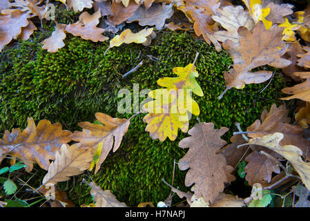 Blätter im Herbst farbige Eiche (Quercus) liegen auf Moos, Closeup, Divonne Les Bains, Auvergne-Rhône-Alpes, Frankreich Stockfoto