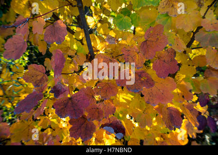 Im Herbst farbige Blätter, Closeup, Divonne Les Bains, Auvergne-Rhône-Alpes, Frankreich Stockfoto