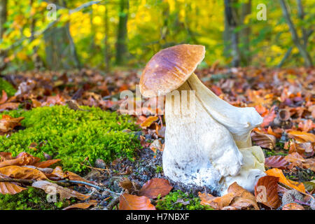 Essbare Steinpilze Pilz auf Waldboden in Herbstsaison Stockfoto