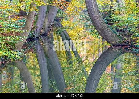 Herbst Baumstämme mit Spiegelbild im Europäischen Waldbach Stockfoto