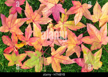 Viele bunte fallen Acer Blätter auf dem grünen Rasen außerhalb Stockfoto