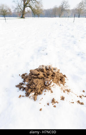 Braune Sandstrand Maulwurfshügel in weißen Schnee Stockfoto