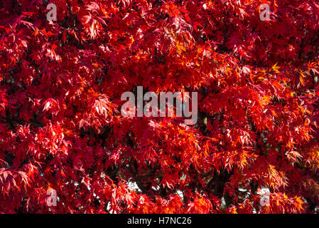 Roten Herbstlaub Japanisch-Ahorn (Acer Japonicum), Closeup, Divonne Les Bains, Auvergne-Rhône-Alpes, Frankreich Stockfoto