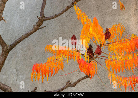 Herbst farbige Staghorn Sumach (Rhus Typhina), Divonne Les Bains, Frankreich Stockfoto