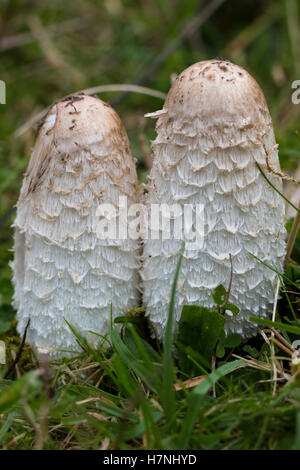 Shaggy Inkcap / Rechtsanwälte Perücke Pilze Stockfoto