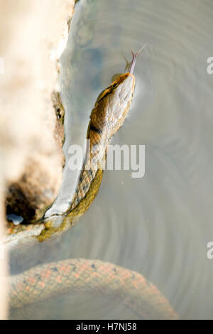Braune Wasserschlange Stockfoto