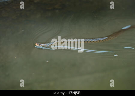 Braune Wasserschlange Stockfoto