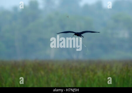 Schwarz-Ibis fliegen Stockfoto