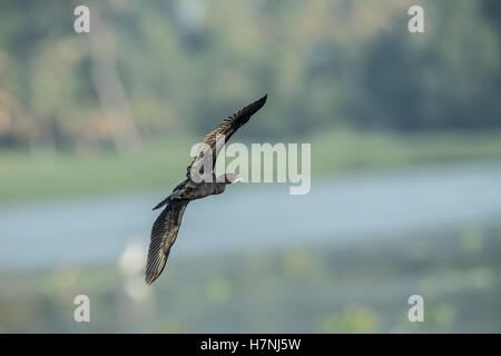 Doppel-crested Kormoran über fliegen. Stockfoto