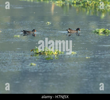 Teichhühner, Teichhuhn, Gallinula chloropus Stockfoto