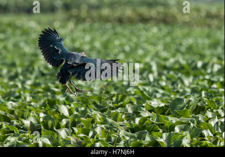 Lila Sumpf Henne (Porphyrio Porphyrio) Stockfoto