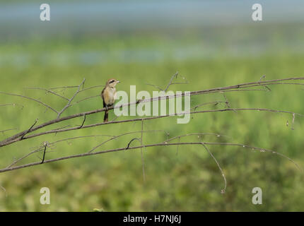 Braune Shrike Stockfoto