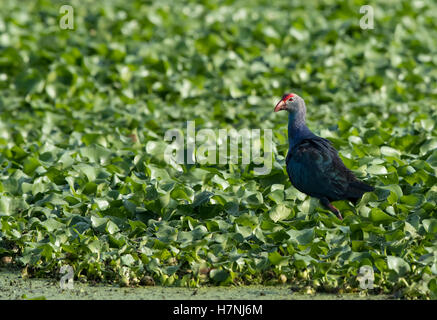 Lila Sumpf Henne (Porphyrio Porphyrio) Stockfoto