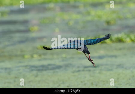 Lila Sumpf Henne (Porphyrio Porphyrio) Stockfoto