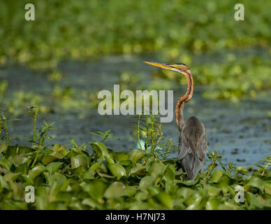 Purpurreiher, Vogel. Stockfoto