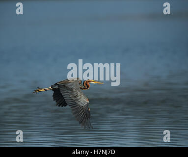Purpurreiher, fliegen, Vogel. Stockfoto