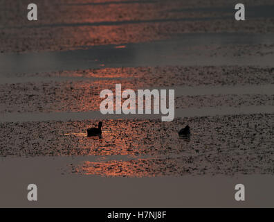 zwei eurasischen Blässhühner mit der Reflexion der Abendsonne Stockfoto