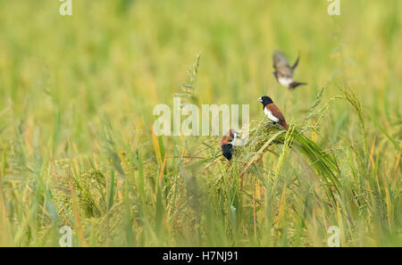 Schöne Vögel, dreifarbigen Munia Vogel (Lonchura Malacca) hocken auf Reisfeld Stockfoto