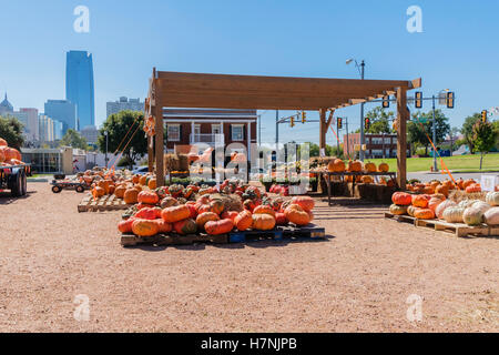 Kürbisse zum Verkauf im Herbst, in der Nähe von Midtown Oklahoma City, Oklahoma, USA. Stockfoto