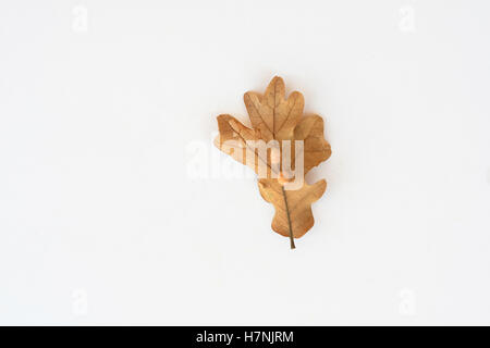 Galls auf einem weißen Eichenblatt. Diese Galle wird als Eichenflockengane bezeichnet, verursacht durch das Legen von Eiern durch die Zynipidwespe.Cutout. Oklahoma, USA. Stockfoto
