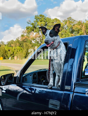 Ein 7 Monate alt, männlich Blue Heeler Hund, in einem Pickup. Oklahoma, USA. Stockfoto