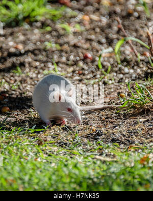 Ein Albino Packrat, Neotoma, gefunden in Oklahoma City mit Gewohnheiten Sonnenblumenkerne unter ein Vogelhaus zu stehlen. Oklahoma, USA. Stockfoto