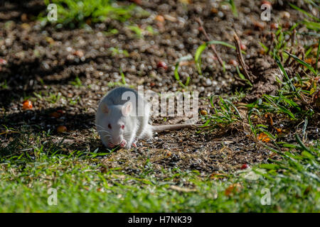 Ein Albino Packrat, Neotoma, gefunden in Oklahoma City mit Gewohnheiten Sonnenblumenkerne unter ein Vogelhaus zu stehlen. Oklahoma, USA. Stockfoto