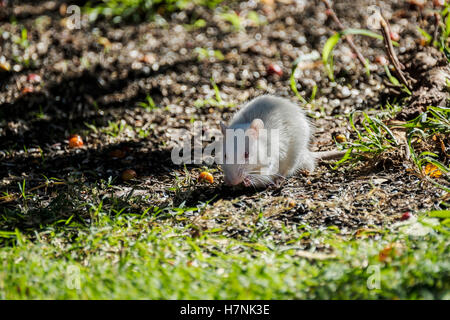 Ein Albino Packrat, Neotoma, gefunden in Oklahoma City mit Gewohnheiten Sonnenblumenkerne unter ein Vogelhaus zu stehlen. Oklahoma, USA. Stockfoto