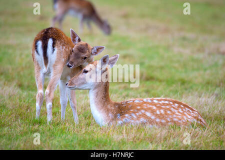 Damwild Hinds in Richmond Park, Großbritannien Stockfoto