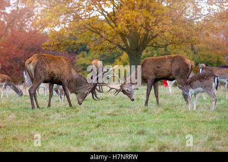 Rote Hirsche kämpfen In Richmond Park UK Stockfoto