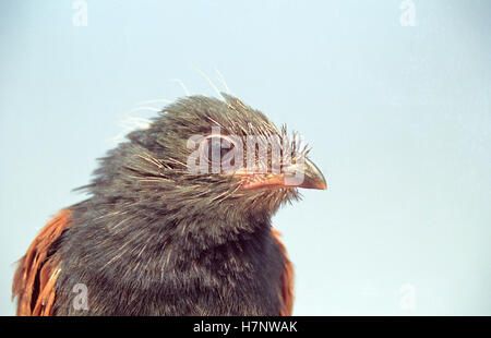 Die größere erholsam oder Krähe Fasan, Centropus Sinensis, Gefangenschaft, Indien Stockfoto