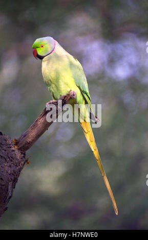 Rose-beringt Sittich männlich-geflohen waren, im Keoladeo National Park, Rajasthan, Indien Stockfoto