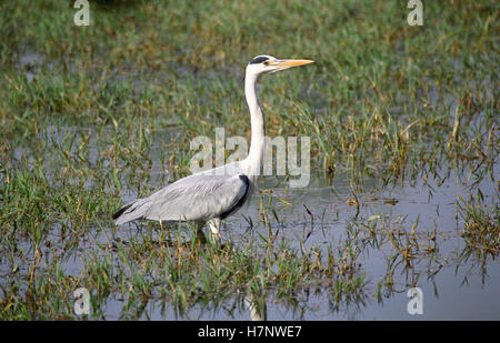 Graureiher Ardea Cinerea, im Keoladeo National Park, Rajasthan, Indien Stockfoto