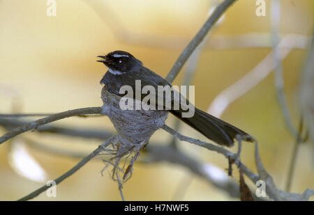 Weiße-Throated Fantail-Rhipidura Albicollis, männliche sitzen auf Nest, im Chitwan Nationalpark, Nepal Stockfoto