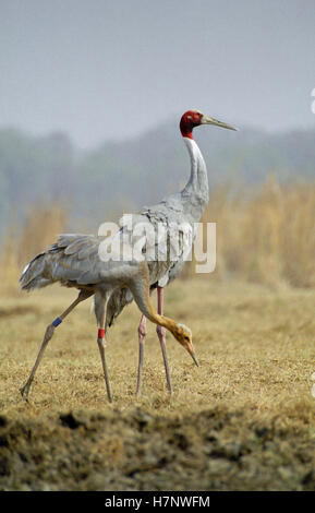 Sarus Kranich-Grus Antigone, im Keoladeo National Park, Rajasthan, Indien Stockfoto