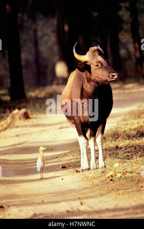 Gaur, indische Bison, Bos Gaurus — mit Kuhreiher (Bubulcus Ibis) Khana Nationalpark in Madhya Pradesh Stockfoto