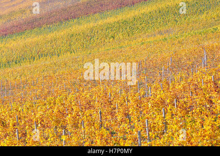 Bunte Weinberge an einem hellen sonnigen Herbsttag Stockfoto