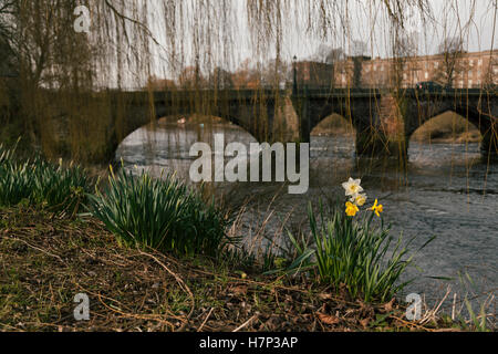 Chester, UK. 26. Januar 2016. Narzissen blühen am Ufer des Flusses Dee im Vorfeld bis zum St. Davids Tag. © Emily Roberts. Stockfoto